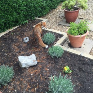 What does the Fox say?