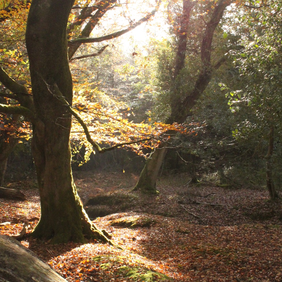 New Forest Path